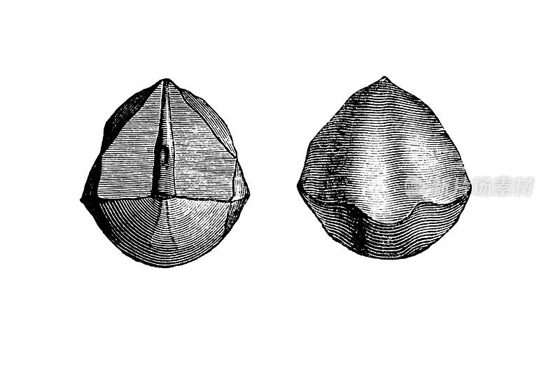 Spiriferida (Cyrtia exportta)是已灭绝的有关节腕足动物化石的一个目，以其长长的折页线而闻名，折页线通常是贝壳最宽的部分